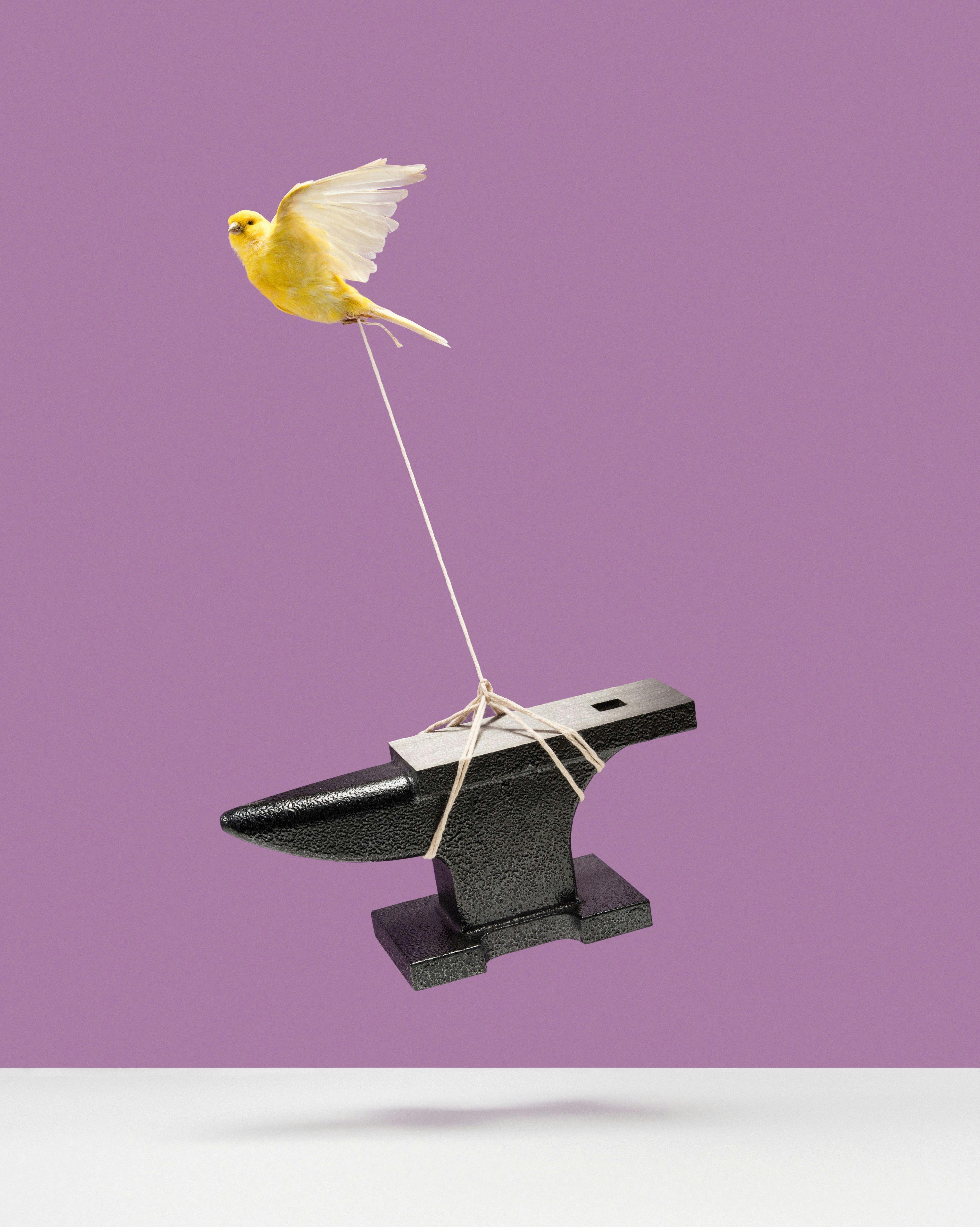 A yellow bird tied to an anvil